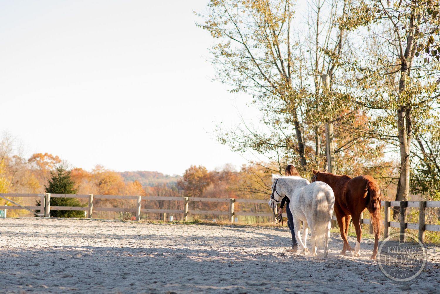 A white and brown horse stand together in a sandy paddock with fall foliage in the background.