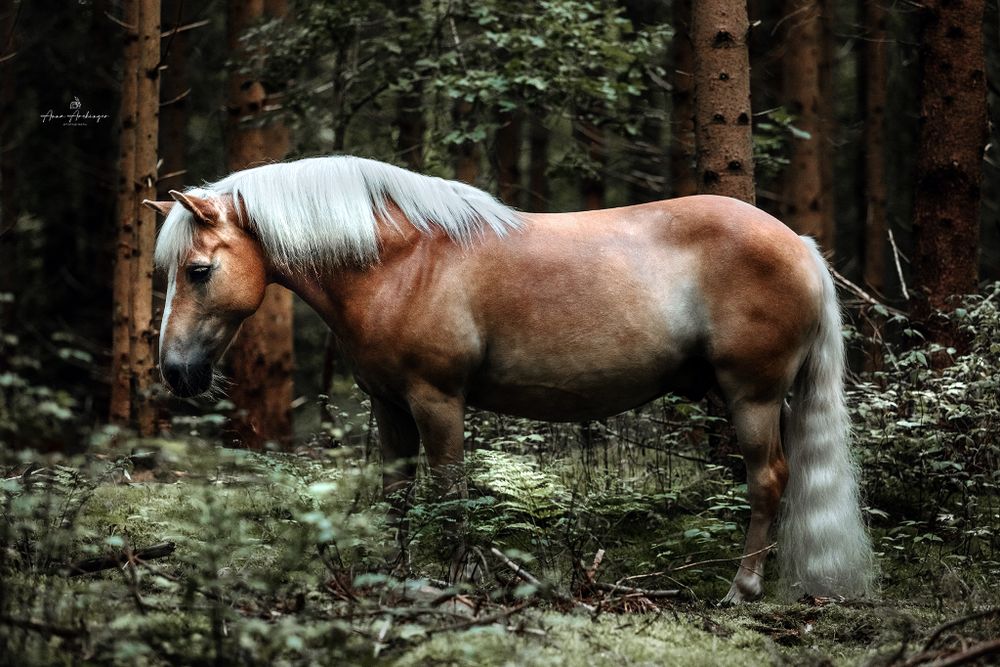 Majestic haflinger horse with long white mane stands alone in dark forest.
