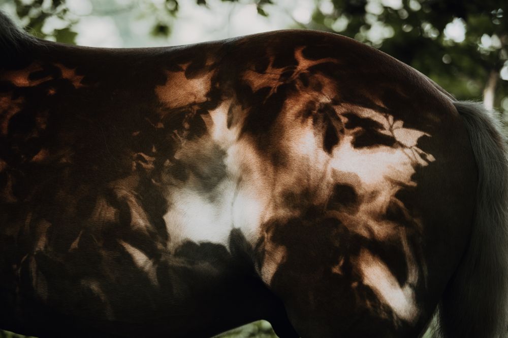 Abstract shadows and light playing across a horse's coat through tree leaves.