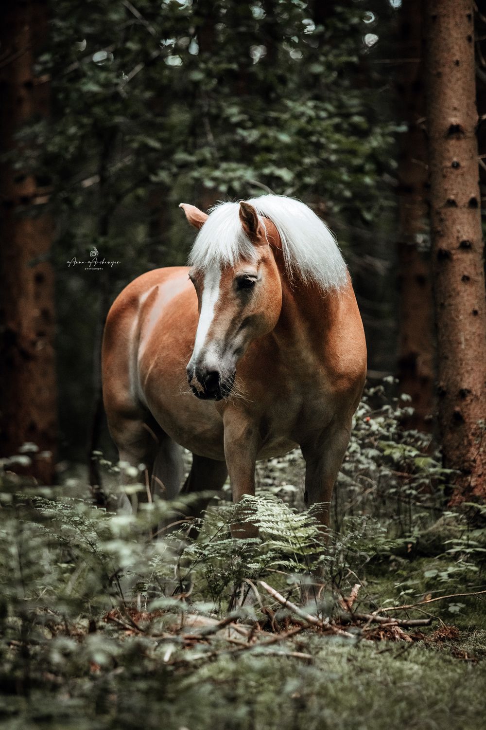 Palomino horse with white mane stands alert in misty woodland setting.