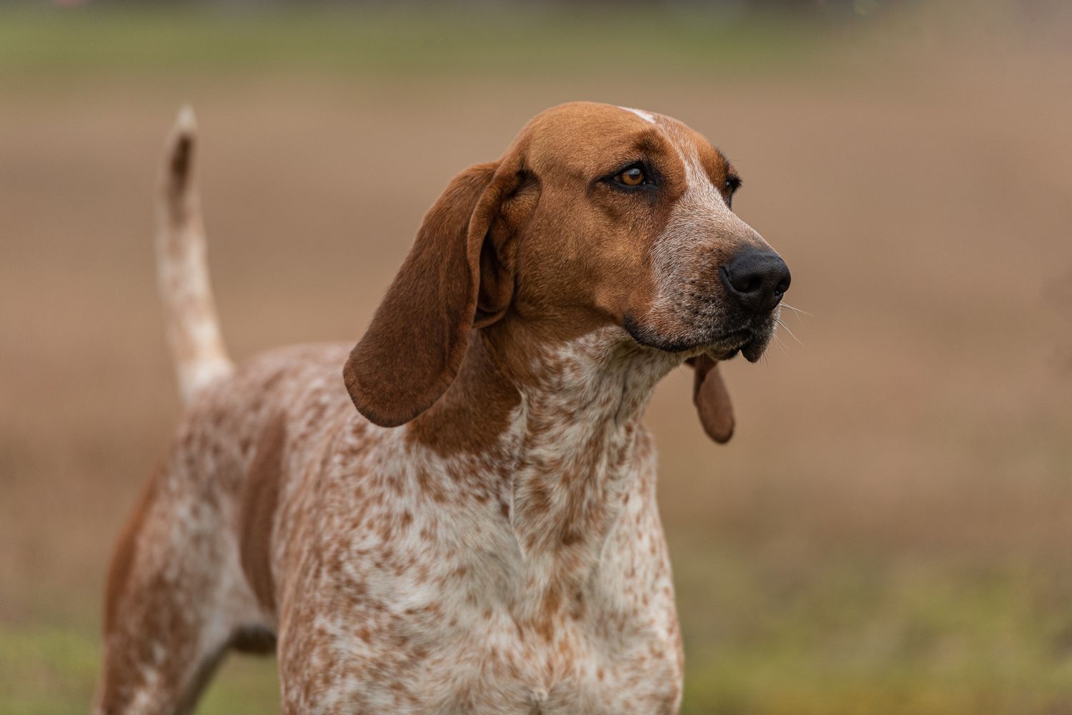 Redtick American English Coonhound photographed in Orangeburg, South Carolina by a South Carolina dog photographer.