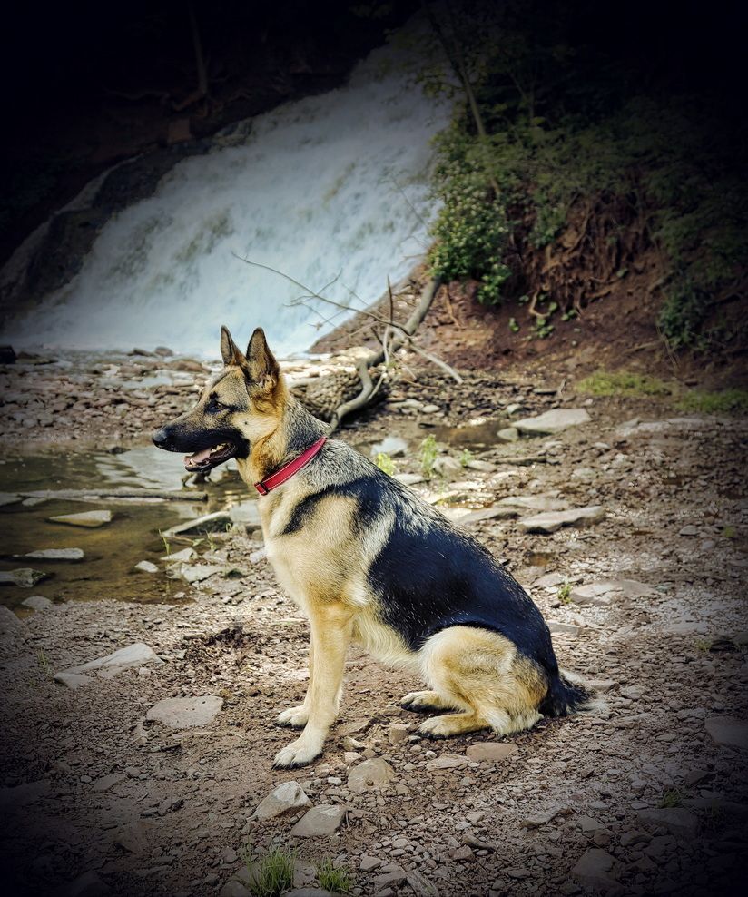 german shepard