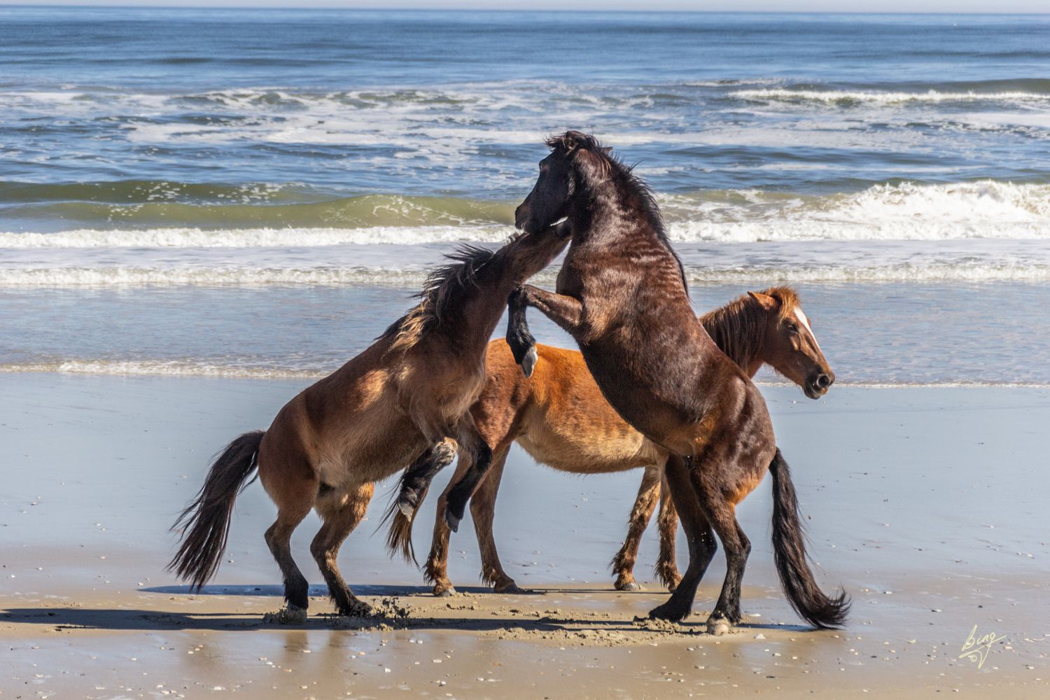 Wild horses on the beach, Currituck National Wildlife Refuge