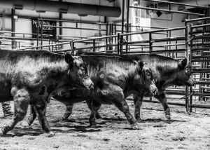 Black and white photograph of three donkeys walking through metal gates in a livestock pen.