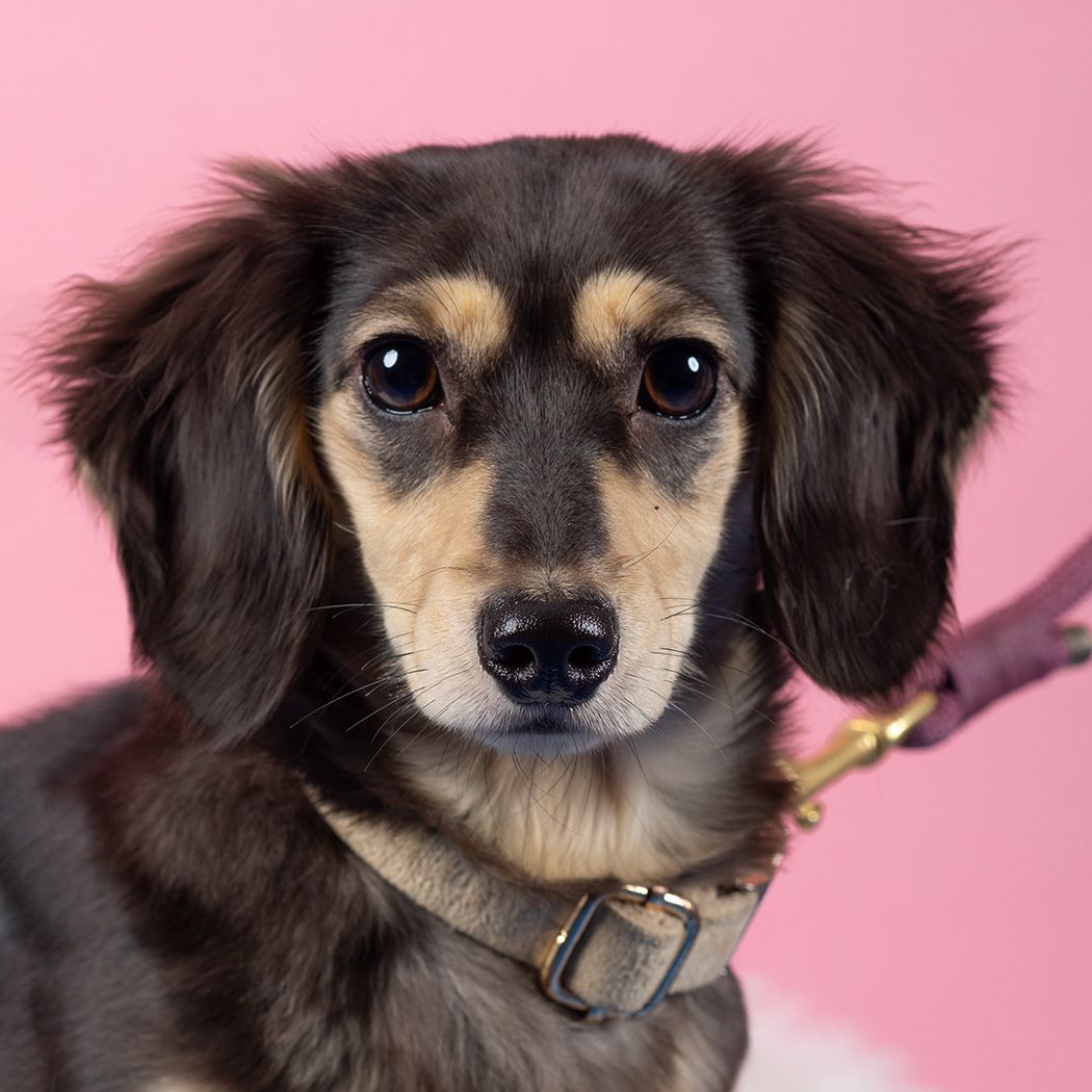 Dachshund in studio by dog Photographer  Lucy Reeve