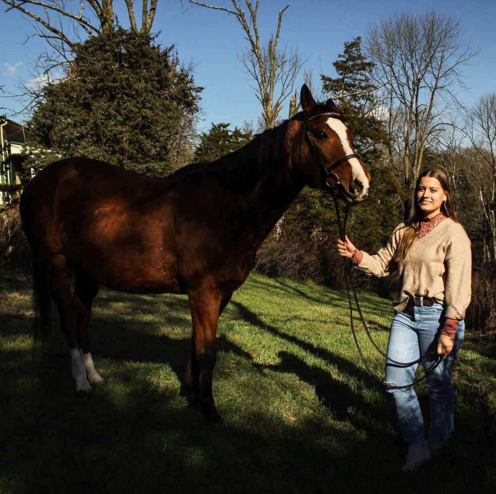 A bay horse stands in a grassy field on a sunny winter day.