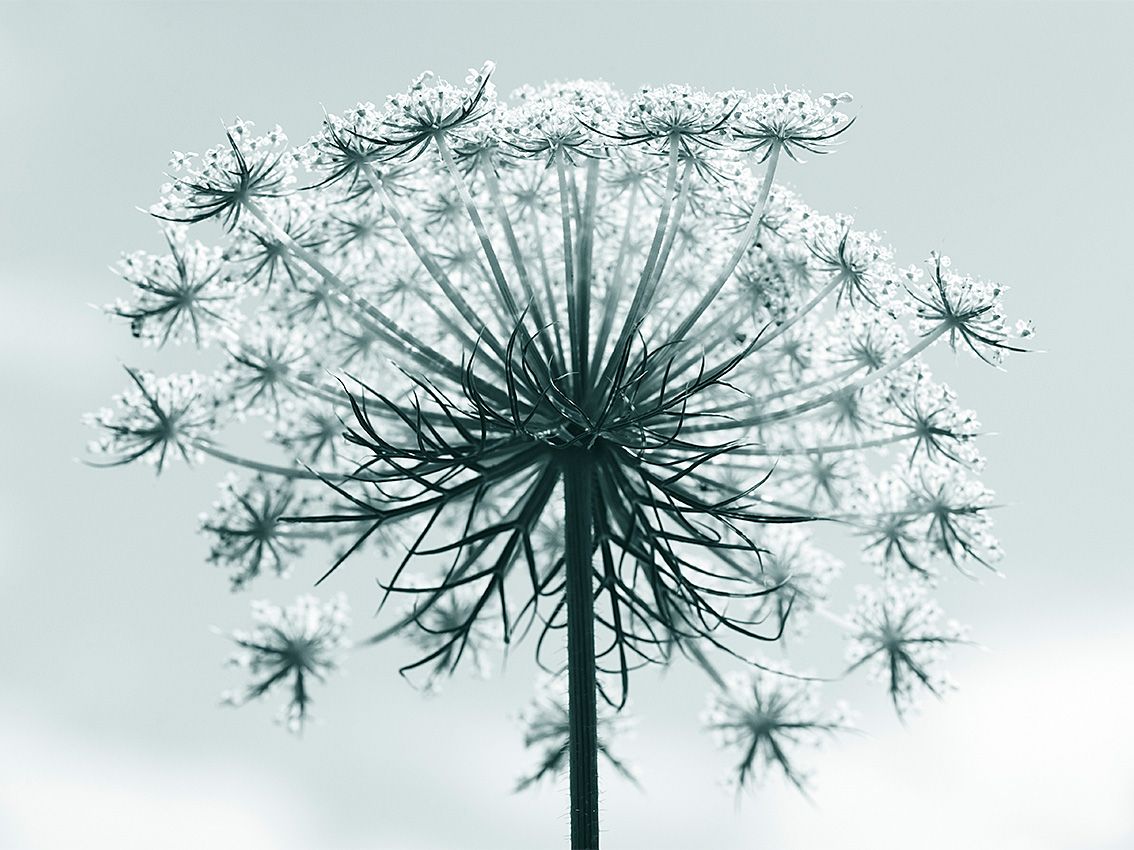 Beautiful plant in atmospheric tones