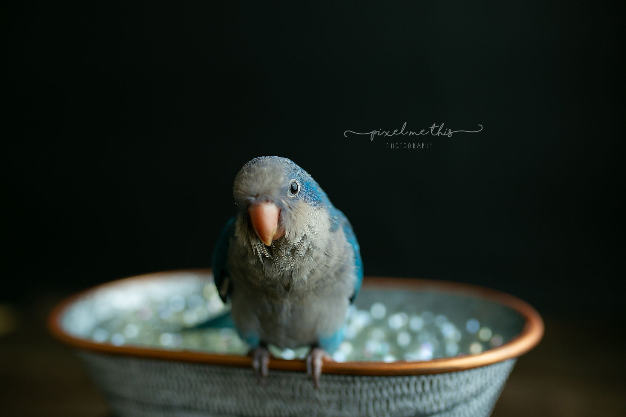 A Quaker parrot in a little tub. Greenville SC Boudoir, Easley SC Boudoir, Upstate SC boudoir