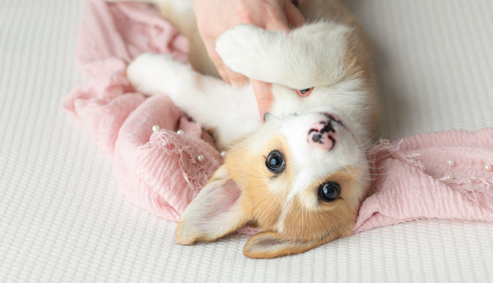 A pet photography session with a Corgi. Greenville SC Boudoir, Easley SC Boudoir, Upstate SC boudoir