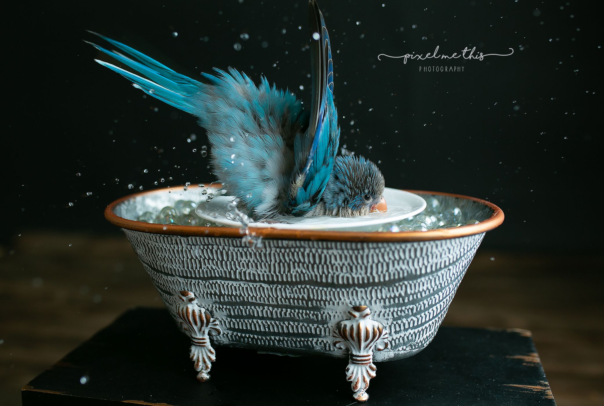 A Quaker parrot taking a bath in a little tub for her session. Greenville SC Boudoir, Easley SC Boudoir, Upstate SC boudoir