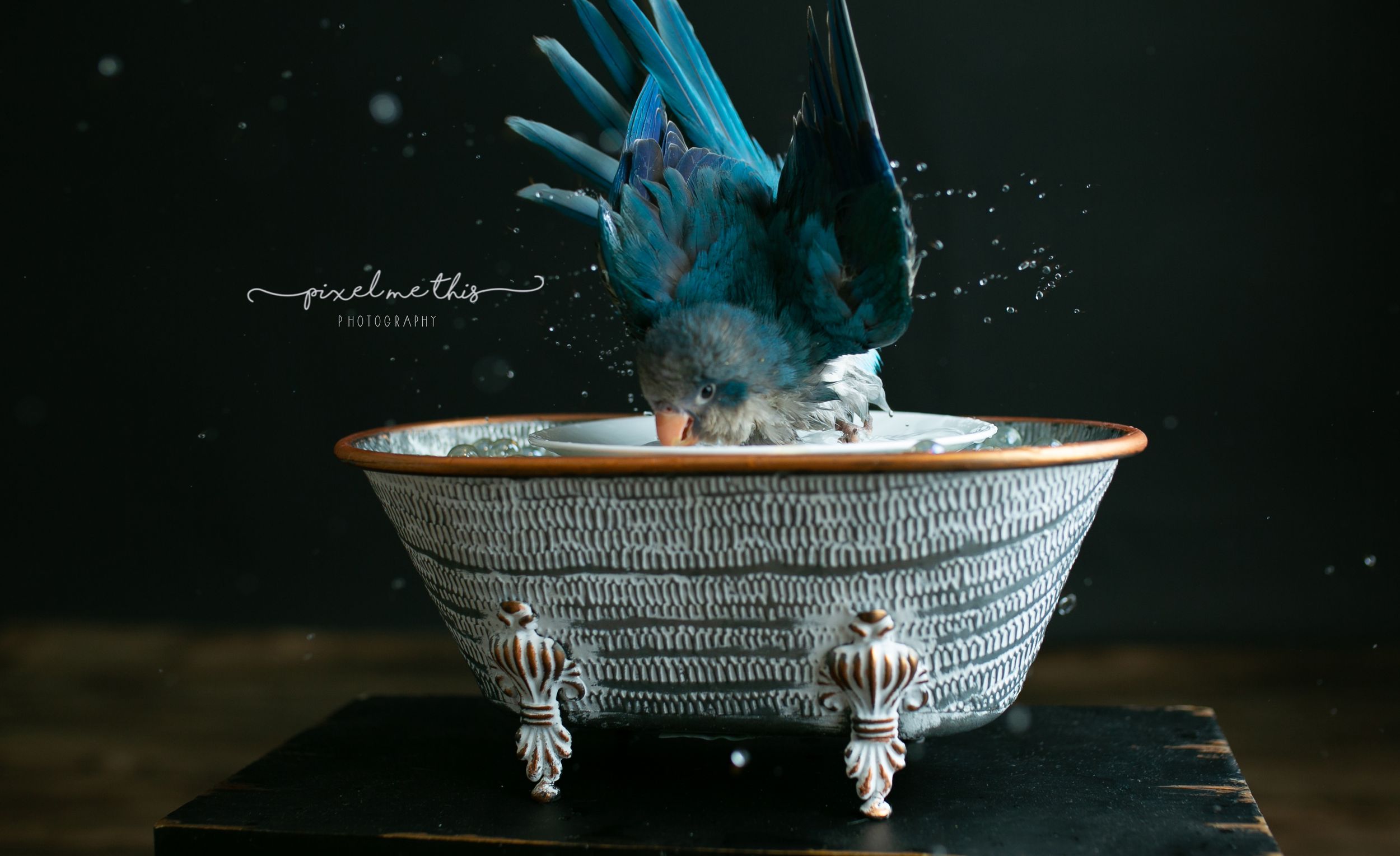 A blue quaker parrot with her wings out and bathing in a tub. Greenville SC Boudoir, Easley SC Boudoir, Upstate SC boudoir