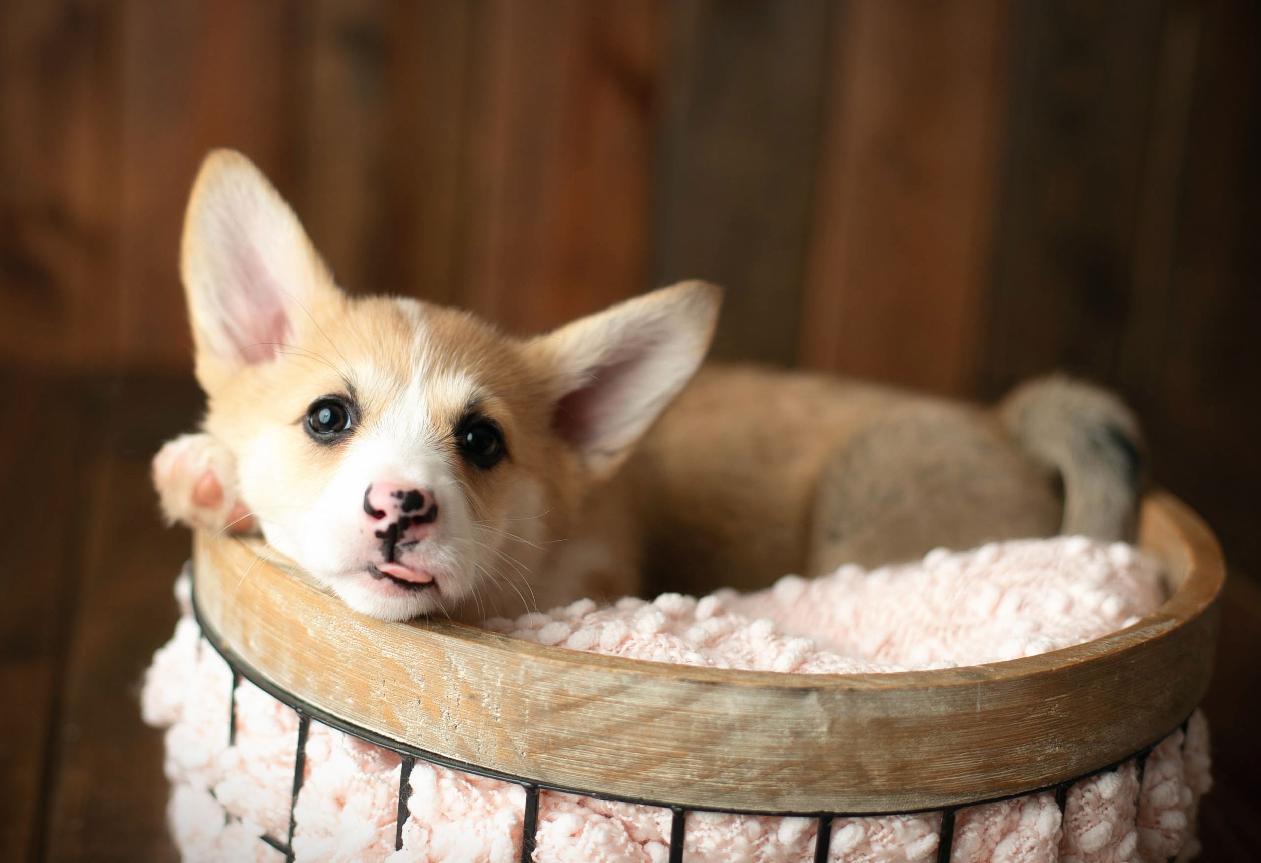 pet photography session with a Corgi. Greenville SC Boudoir, Easley SC Boudoir, Upstate SC boudoir