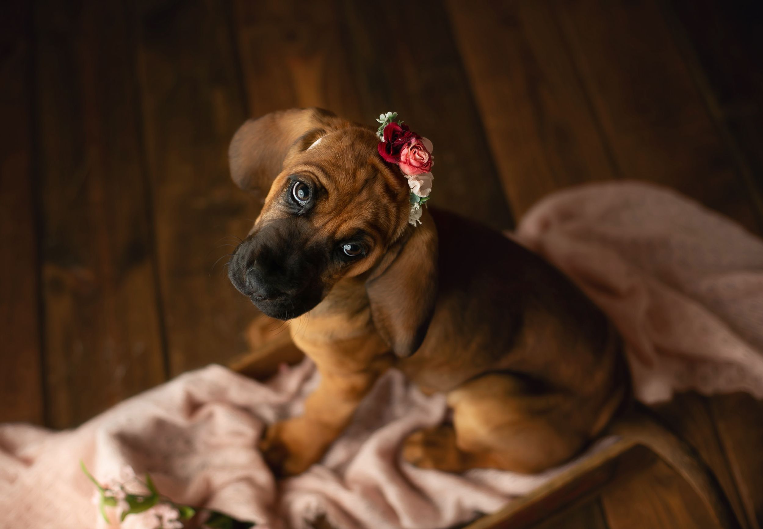A sweet little hound dog with a headband. Greenville SC Boudoir, Easley SC Boudoir, Upstate SC boudoir