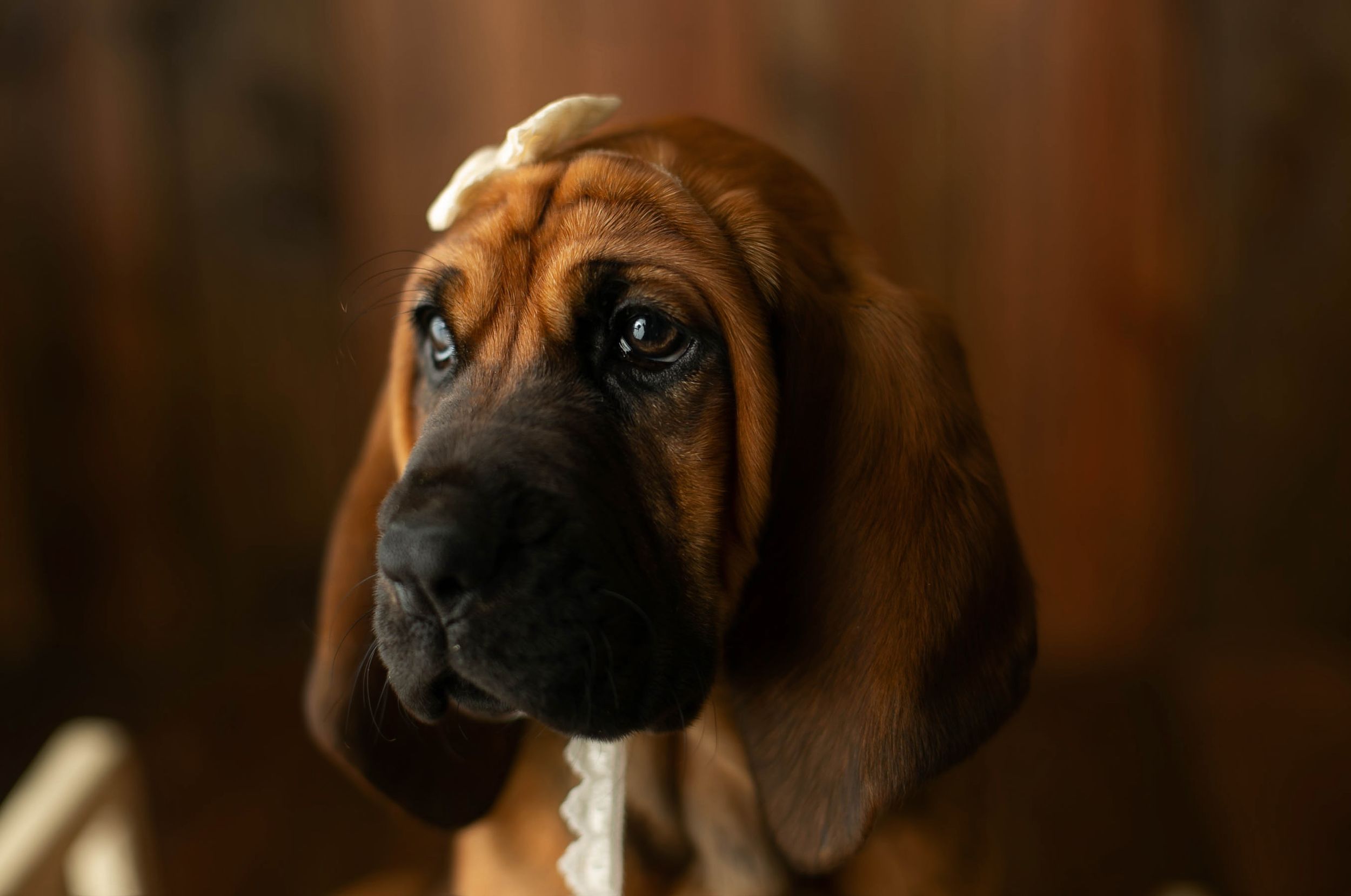 Pet photography session with a hound dog. Greenville SC Boudoir, Easley SC Boudoir, Upstate SC boudoir