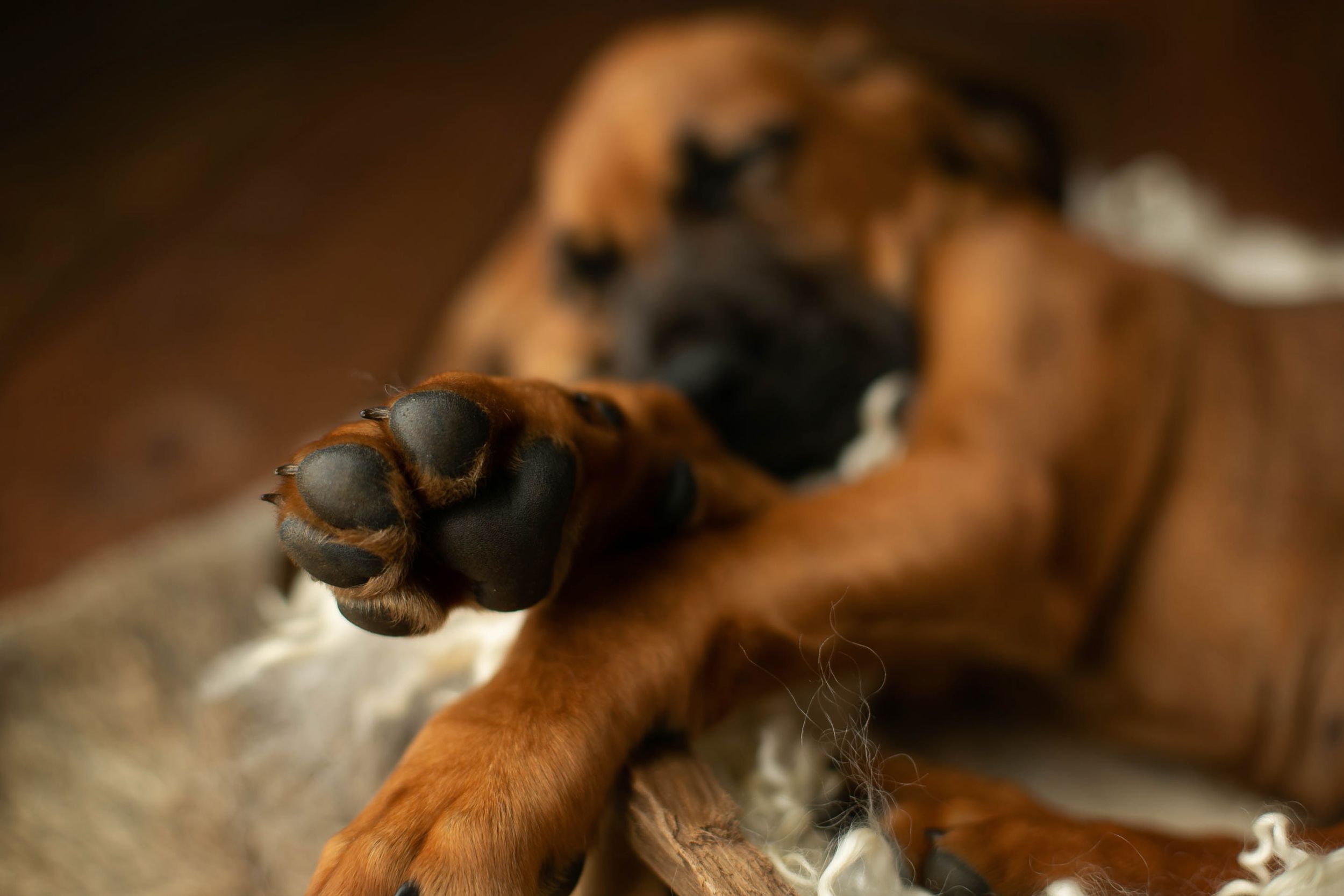 up-close shot of a hound dogs feet. Greenville SC Boudoir, Easley SC Boudoir, Upstate SC boudoir