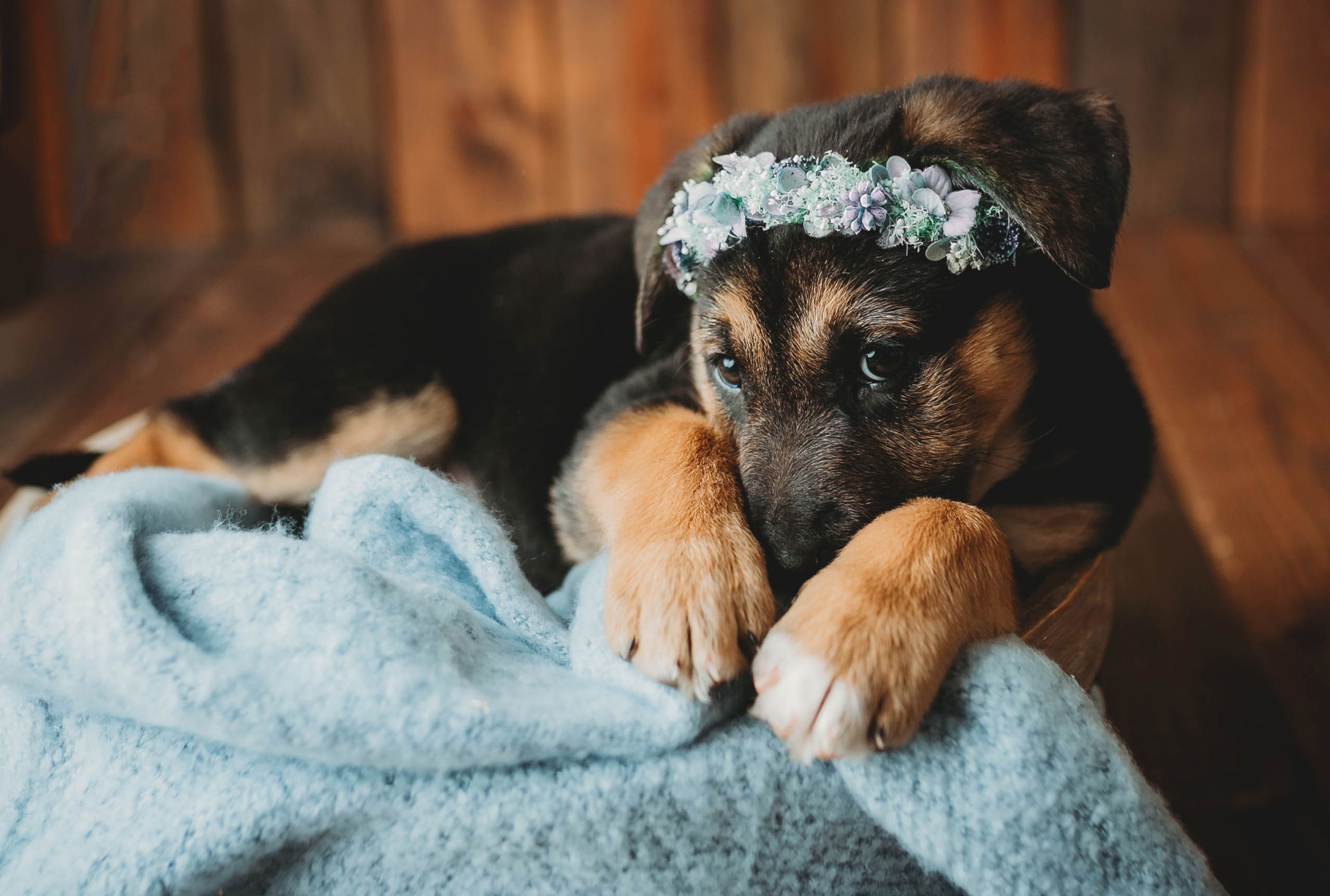 A German shepherd covering her nose. Greenville SC Boudoir, Easley SC Boudoir, Upstate SC boudoir