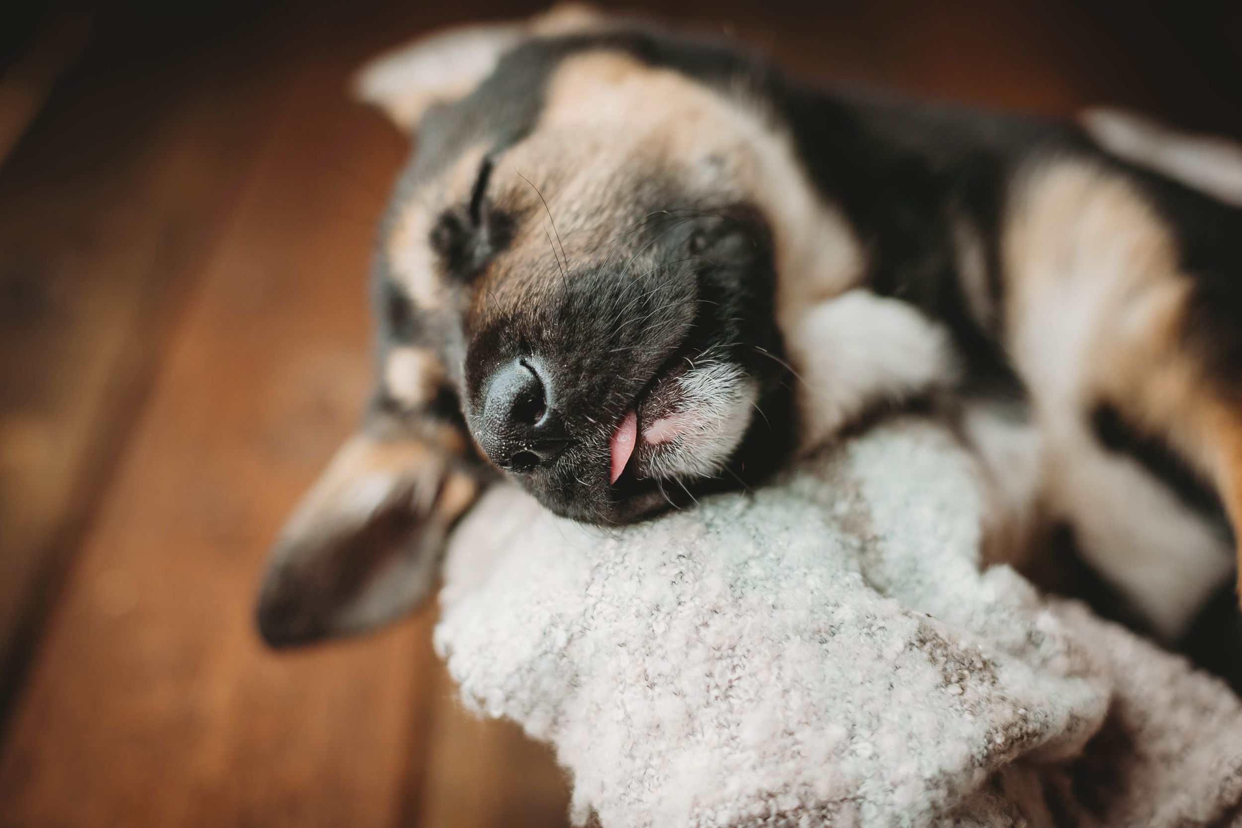 Did a pet photography session with a German Shepherd. d. Greenville SC Boudoir, Easley SC Boudoir, Upstate SC boudoir