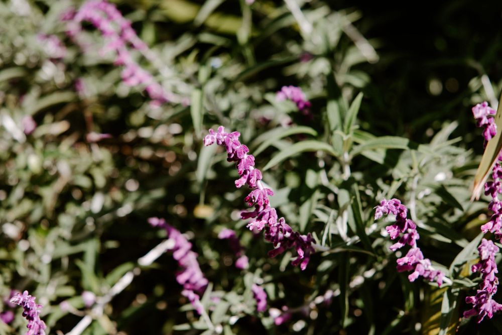 Close-up of vibrant purple salvia flowers blooming in a garden with soft natural lighting.