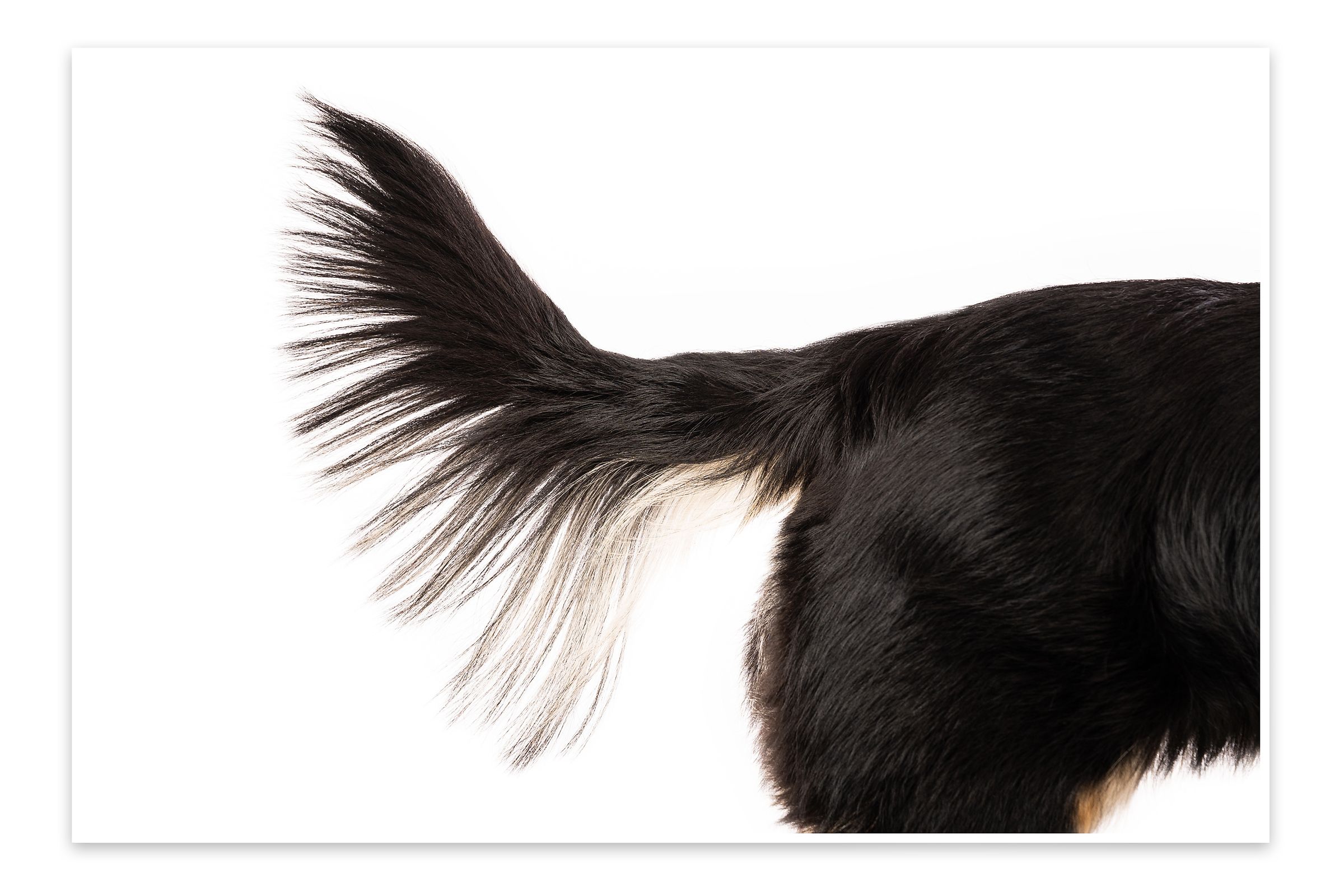 Close-up of black dog tail with feathered fur against white background.
