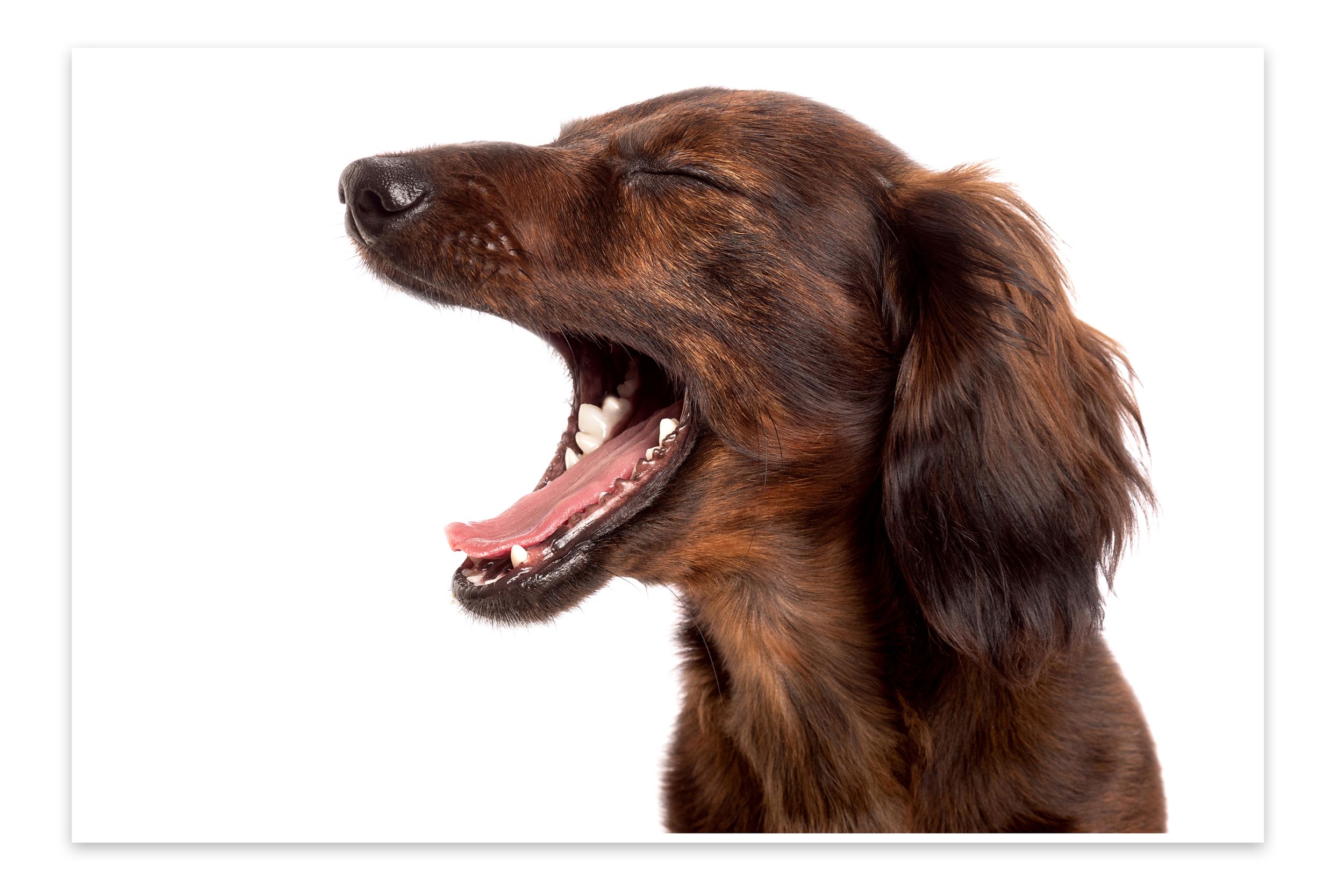 Brown long-haired dog yawning or laughing against white background.