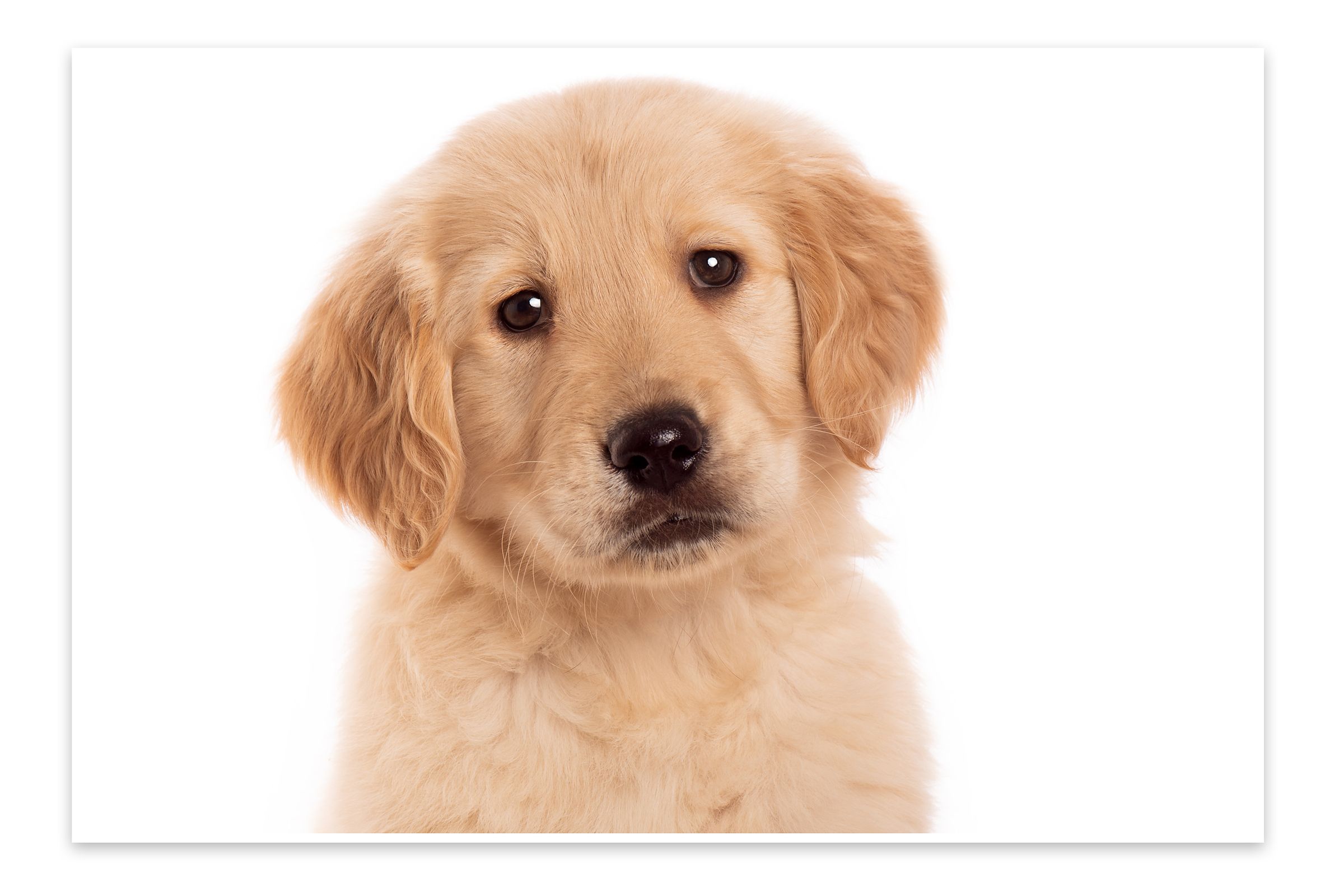 Golden retriever puppy with soft fluffy fur looking straight at camera on white background.