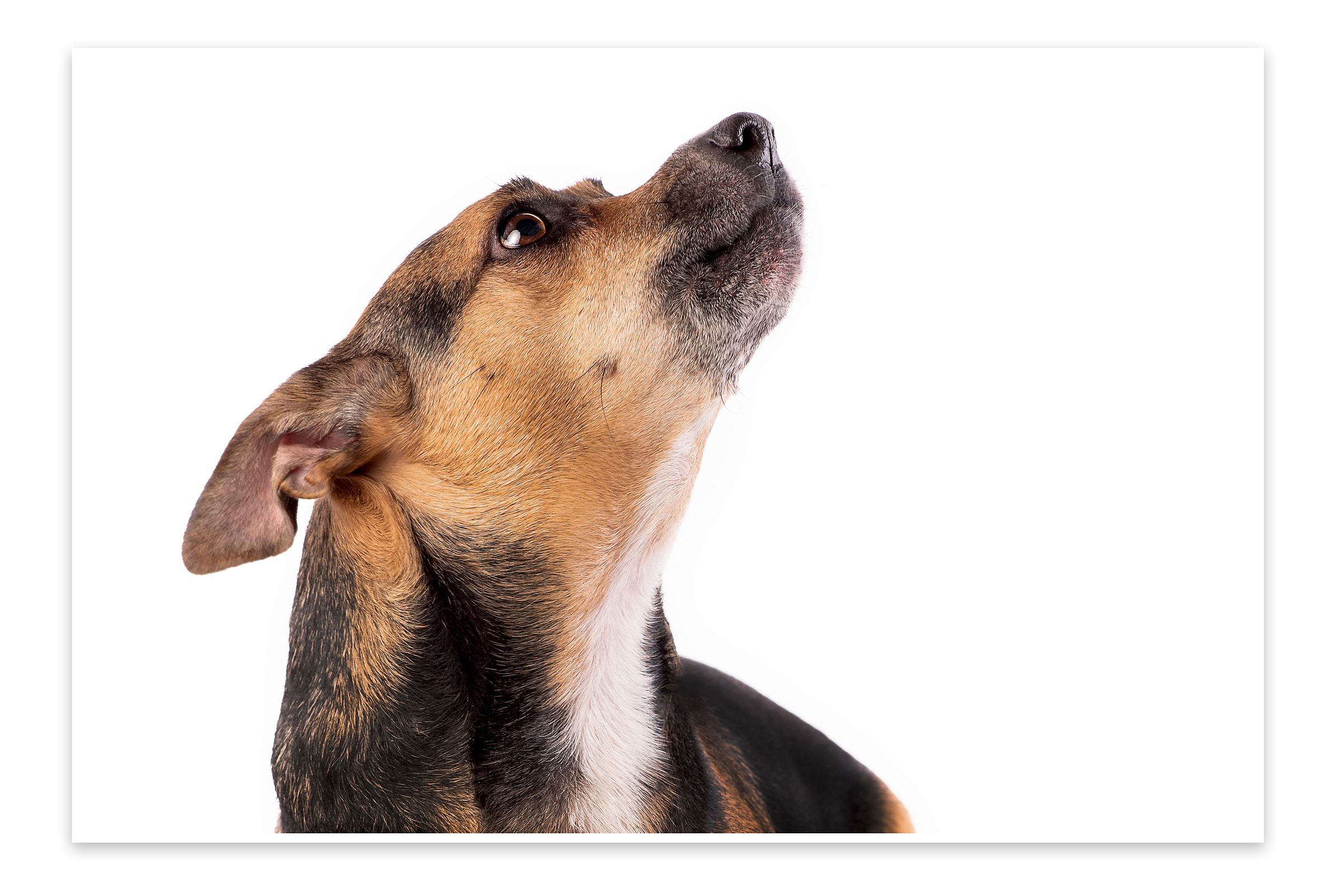 Close up of brown and black mixed breed dog looking upward against white background.