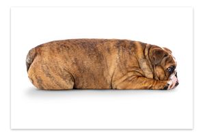 Brown English bulldog sleeping or resting on its side on white background.
