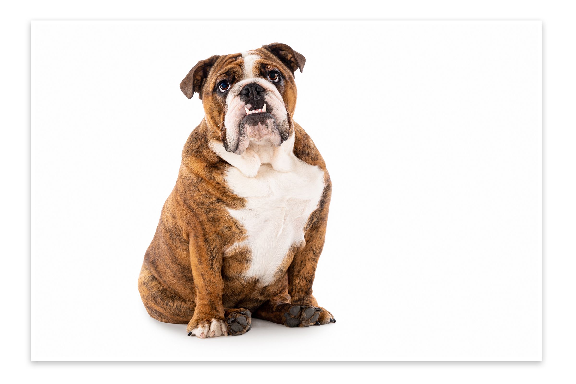 Bulldog portraits by Plymouth, MA dog photographer Heidi Harting