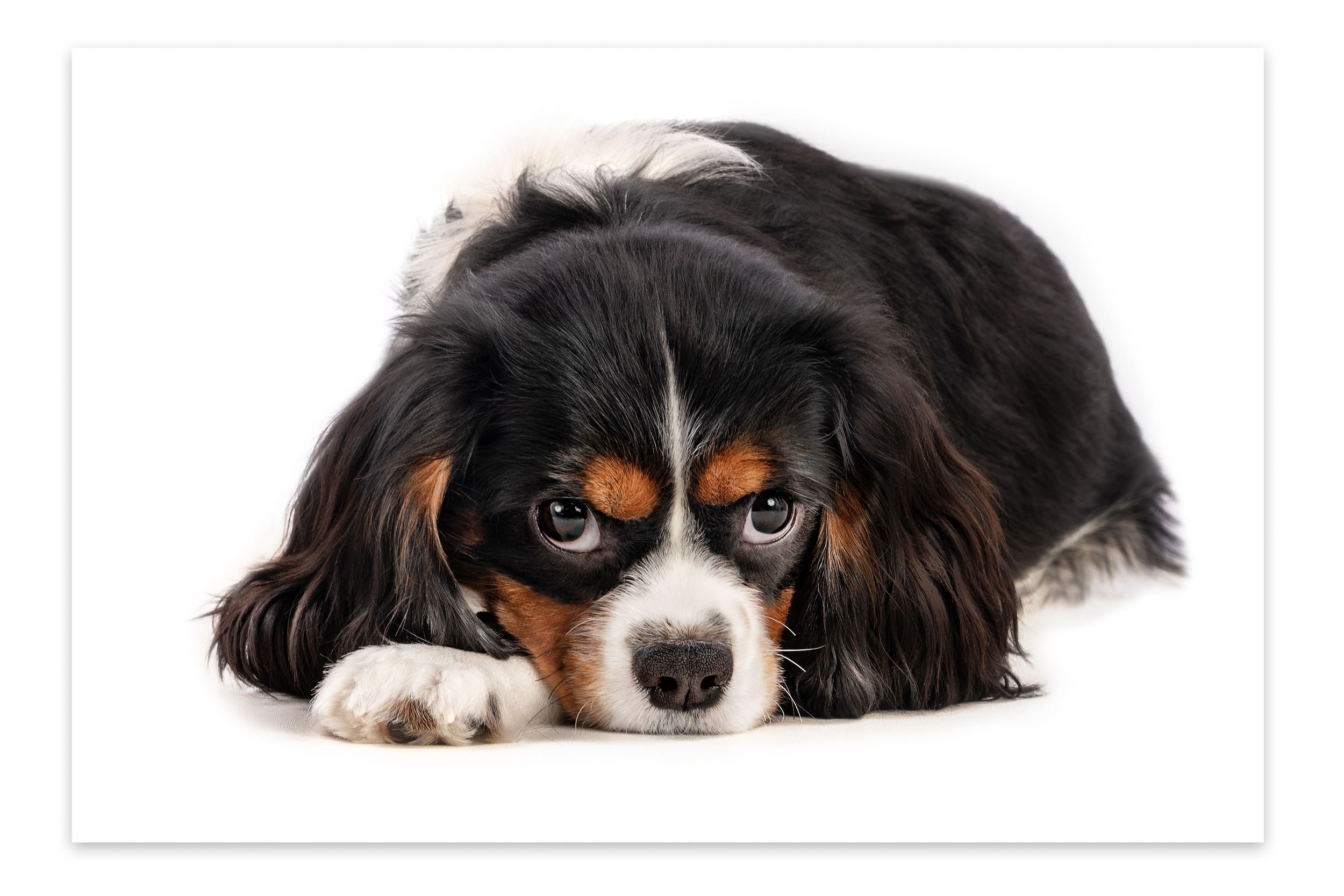 Cavalier King Charles Spaniel with black and tan coat lying down looking at camera.