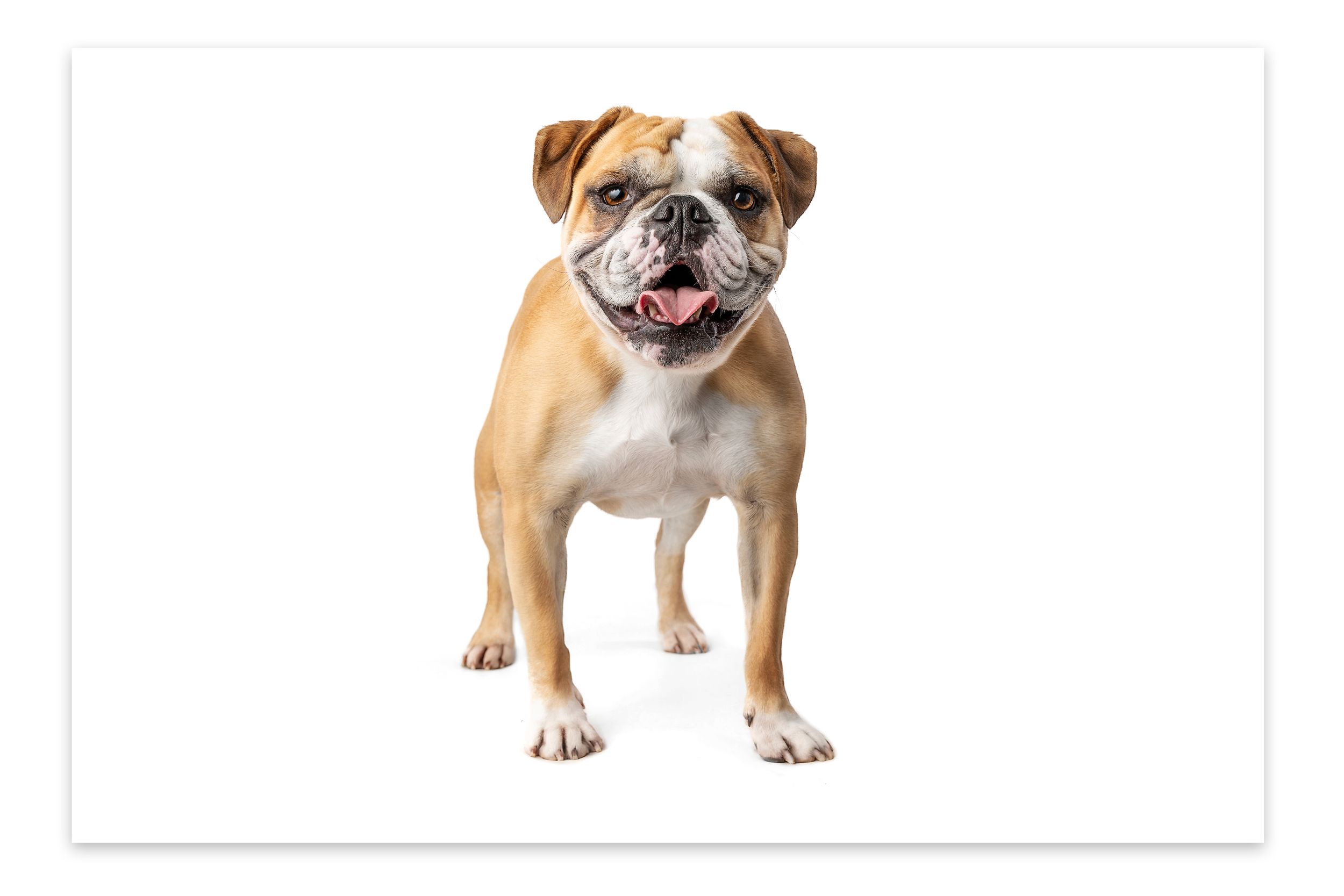 English bulldog with tan and white coat standing proudly against white background.