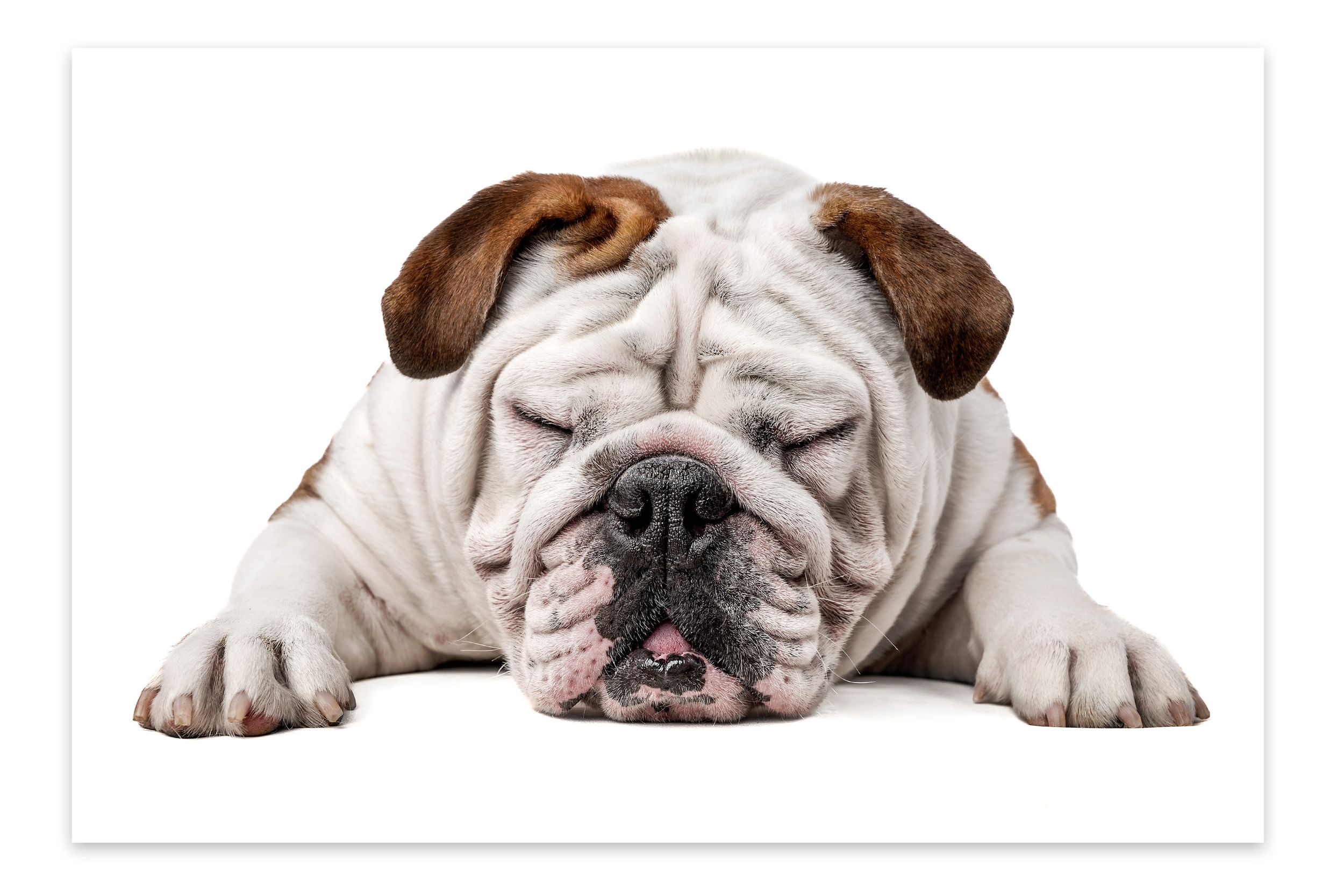 White English Bulldog lying down with wrinkled face and relaxed expression.