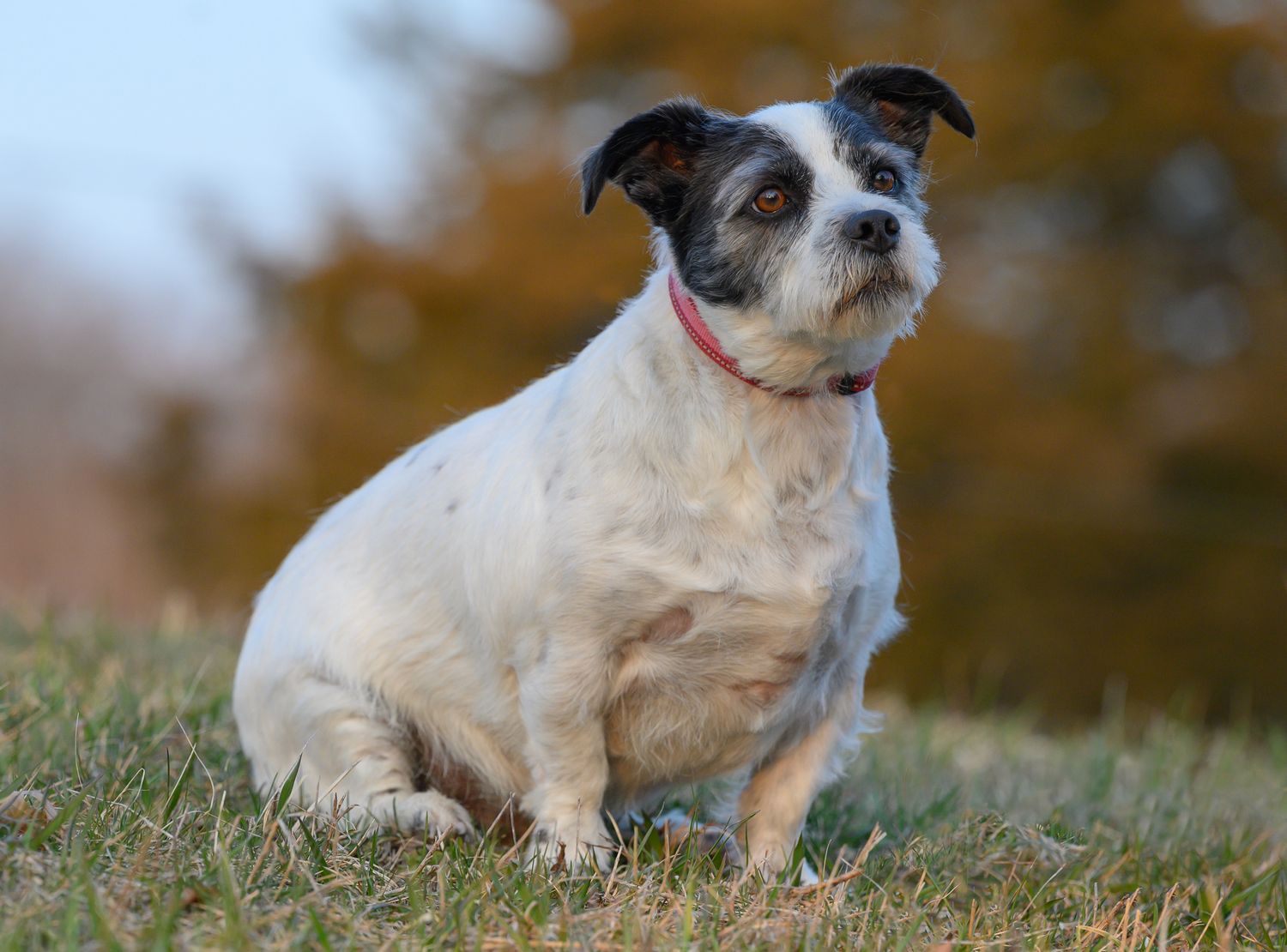 Terrier dog sitting outside