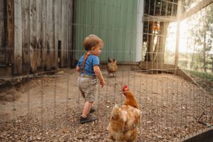 A young child plays with chickens in a rustic farmyard setting.