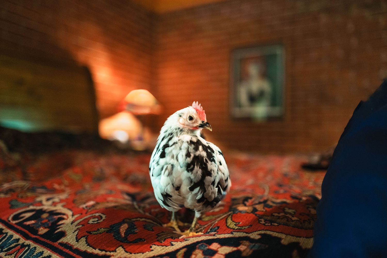 Spotted chicken on a patterned red carpet in warm indoor lighting.