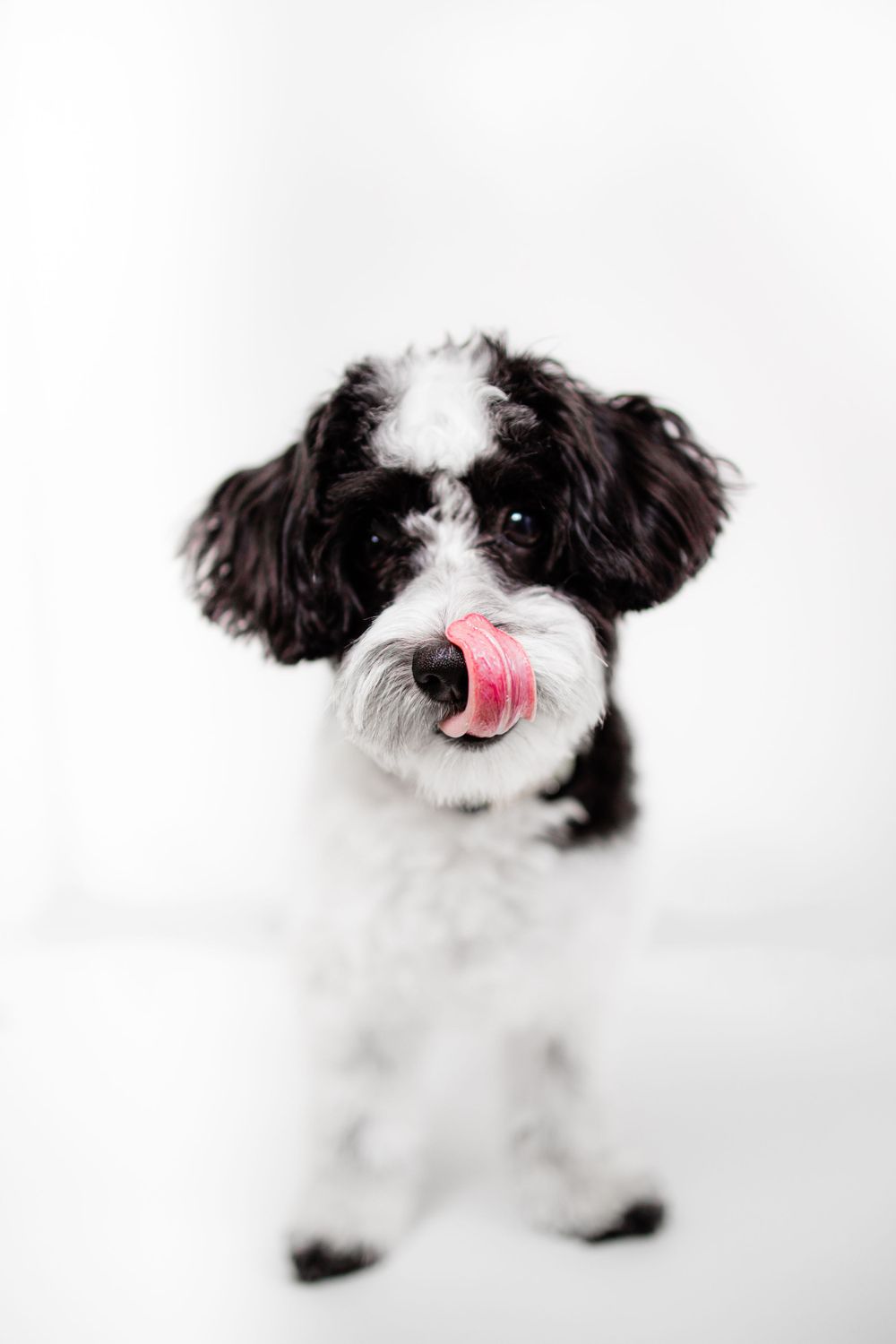 Black and white portrait of a curious Cavapoo dog with pink tongue sticking out.