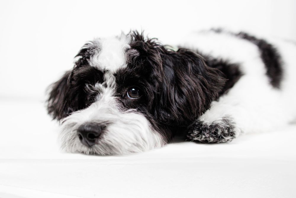 Close-up of a black and white dog with expressive eyes laying down against white background.