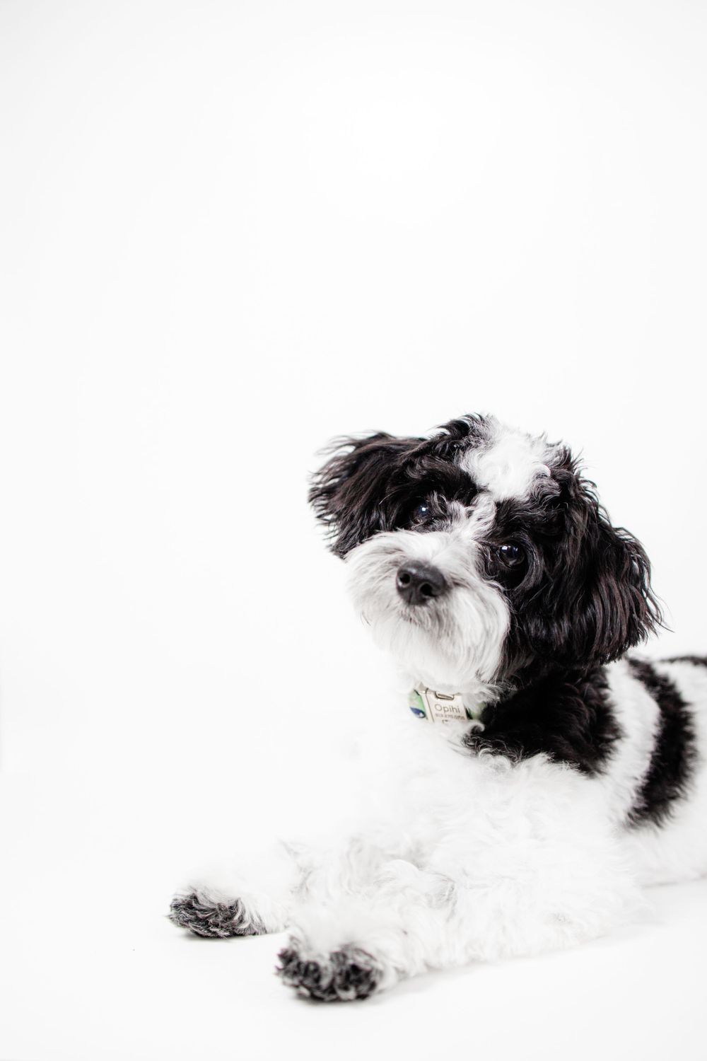 Black and white portrait of an adorable mixed breed dog with fluffy fur lying down on white background.