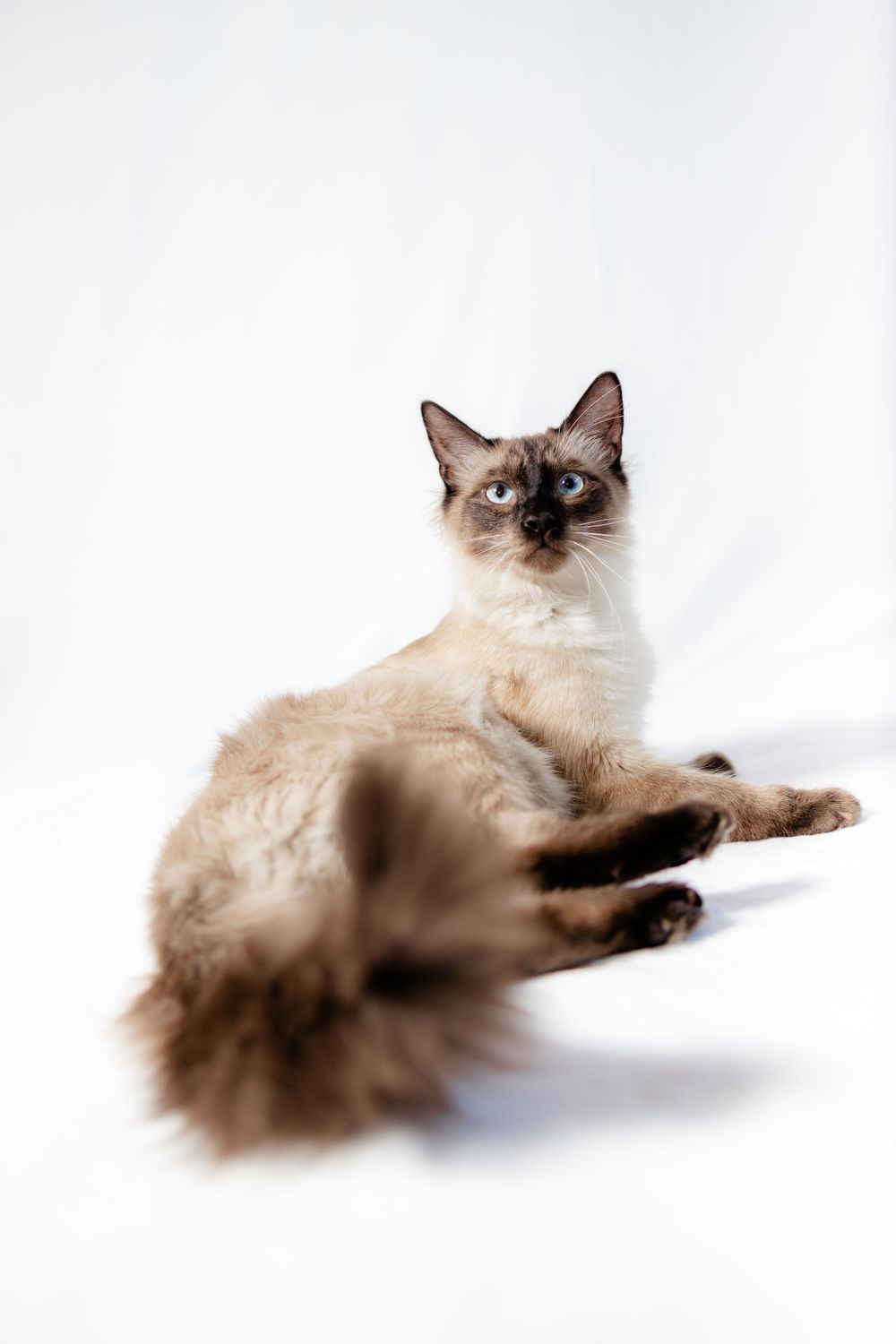 Siamese cat lounging on white background with long fluffy tail.