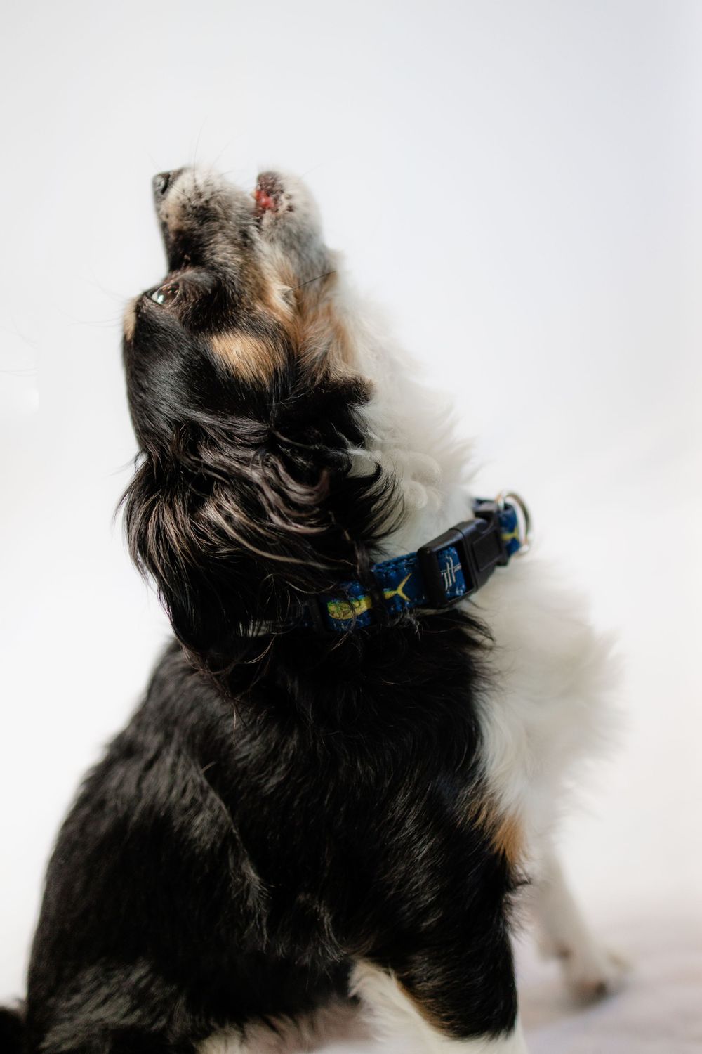 Black terrier dog wearing blue collar looking upward against white background.