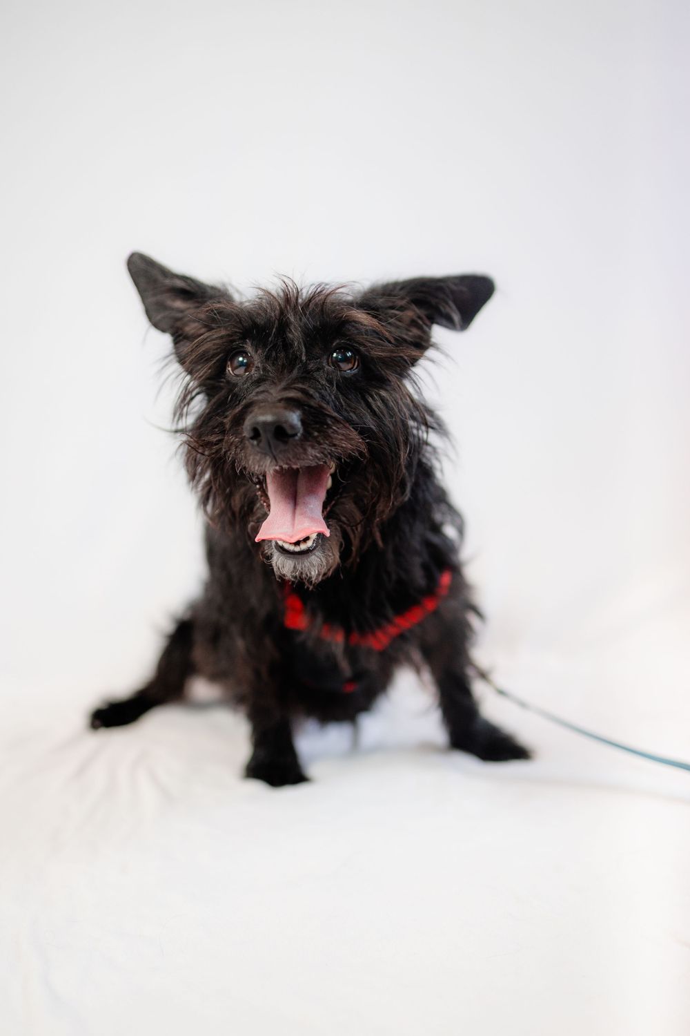 Small scruffy black dog with red collar barking at camera against white background.