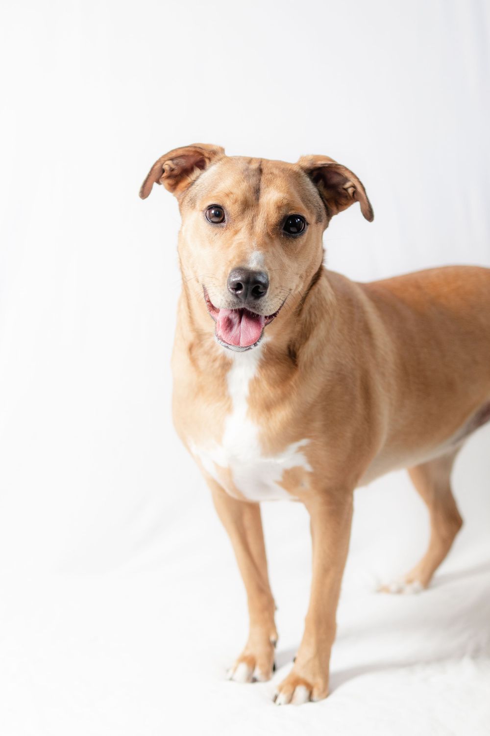 Tan and white mixed breed dog smiling at camera against white backdrop.