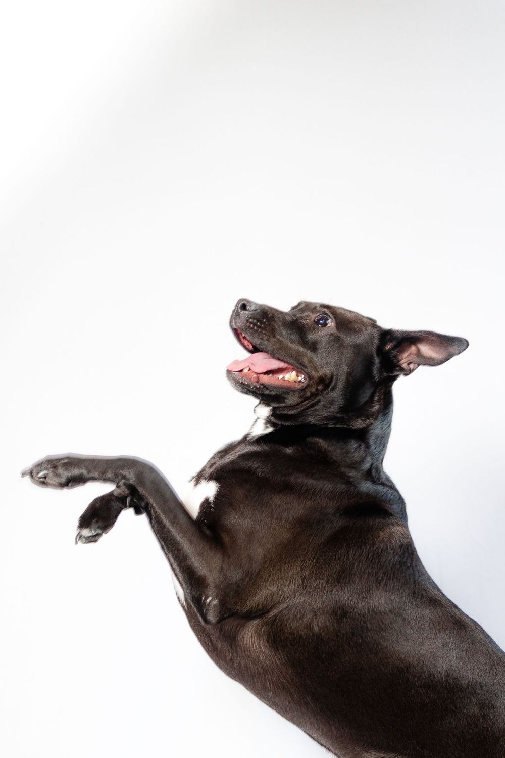 Black dog jumping playfully with tongue out against white backdrop.