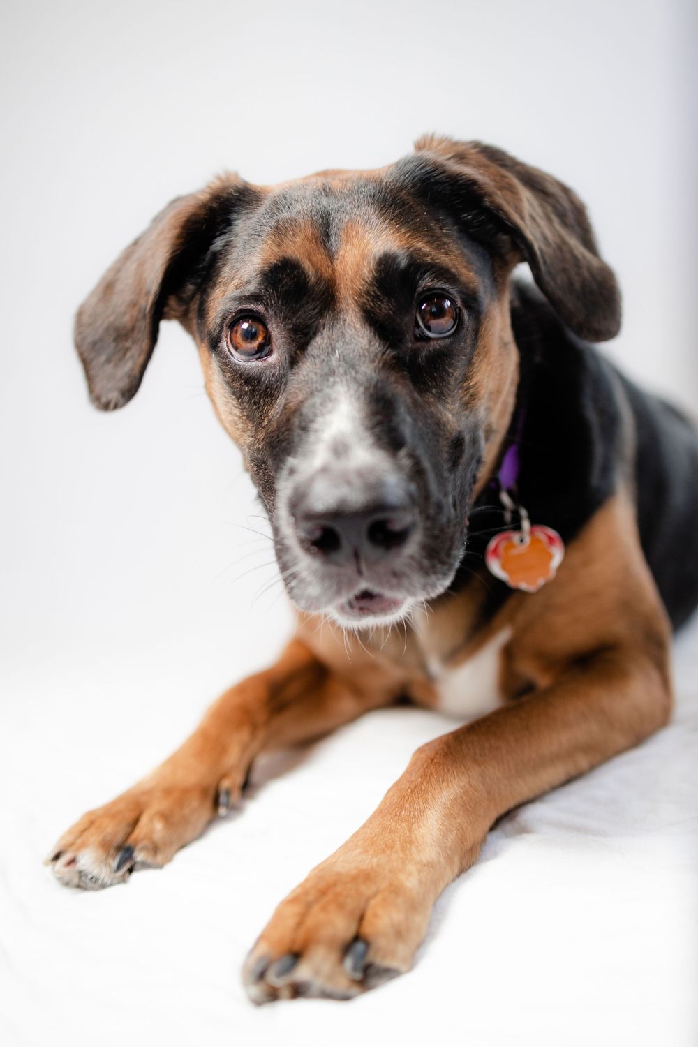 Mixed breed dog with brown and black fur gazes at camera with expressive eyes while wearing a purple collar with tag.