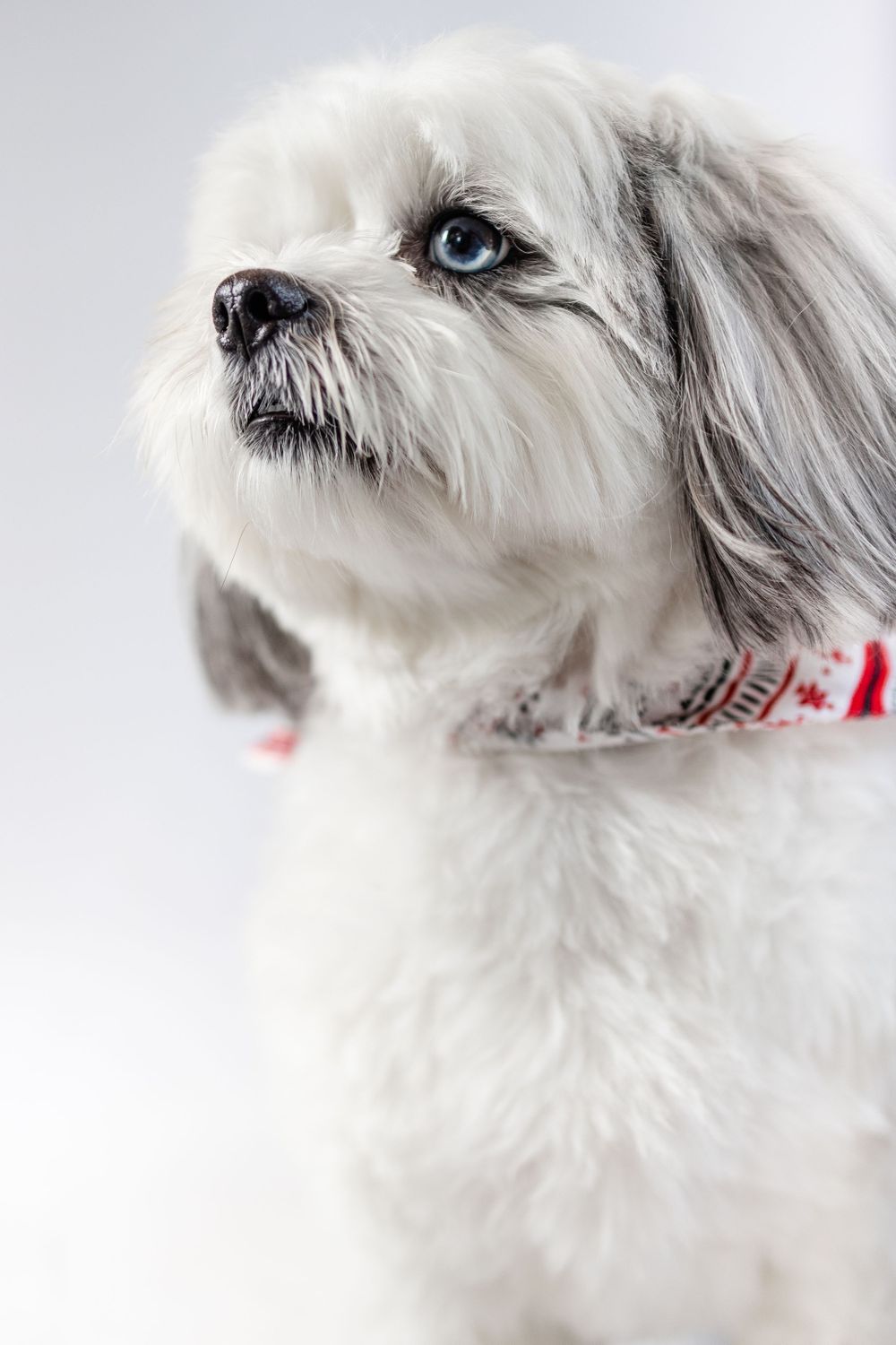 White fluffy Maltese dog with striking blue eyes and red collar looks off to the side.