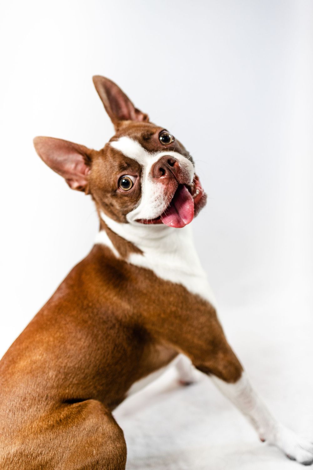 Energetic Boston Terrier with brown and white coat shows playful expression and pink tongue.