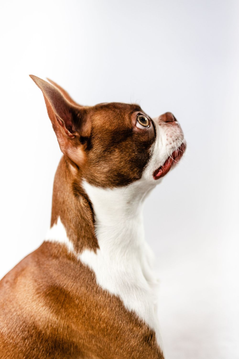 Profile view of Boston Terrier showing distinctive pointed ears and facial markings.