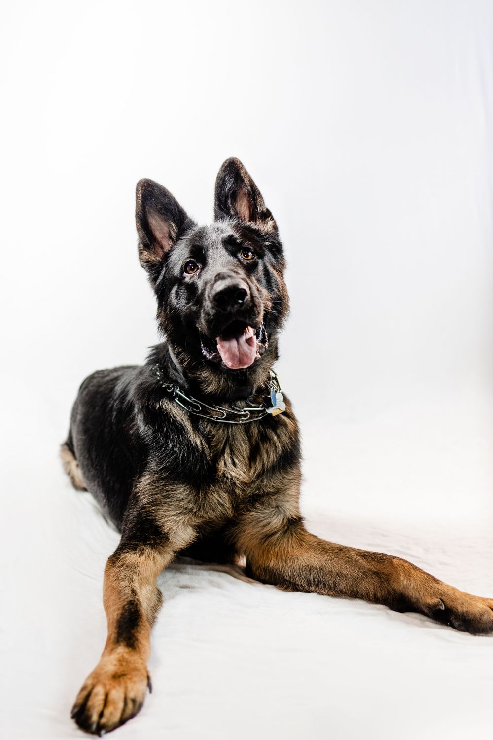German Shepherd dog lies alertly on white background wearing chain collar.