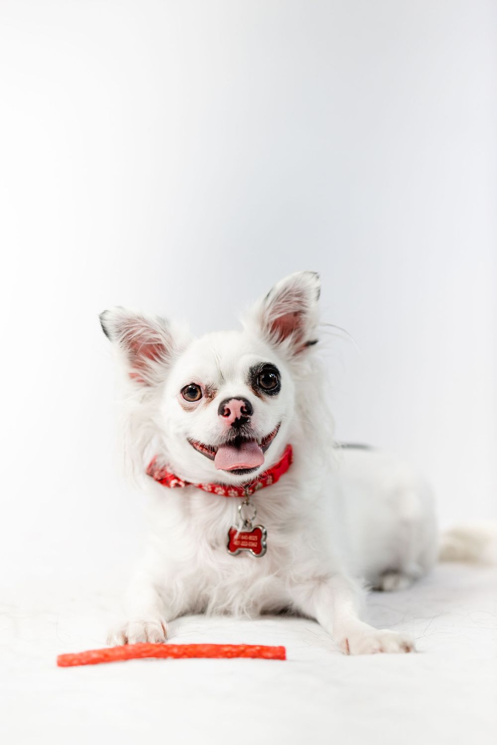 Small white Chihuahua with red collar lies next to orange toy on white background.