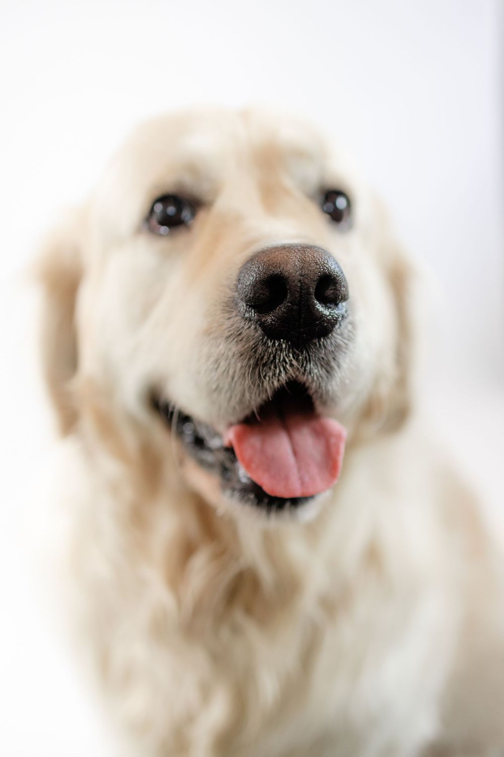 Close up portrait of smiling golden retriever against white background.