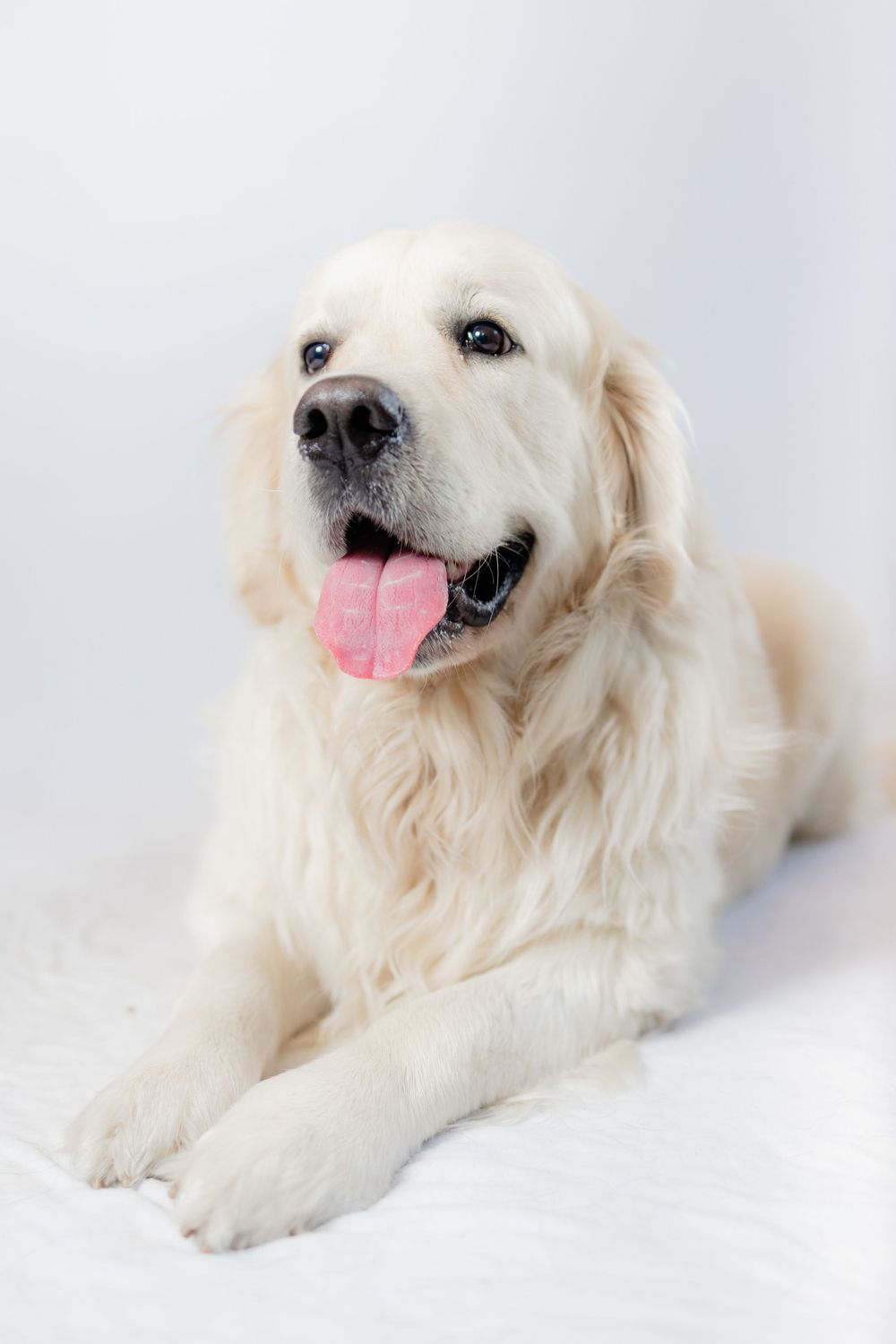 Golden retriever lying down with tongue out against white background.